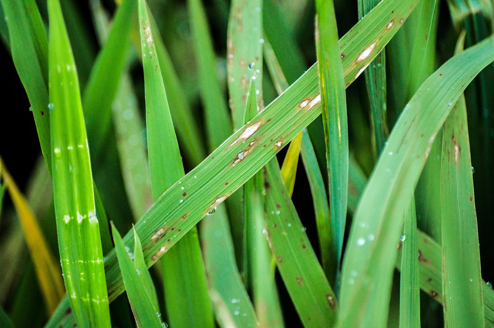 Düyü pirikulyariozu