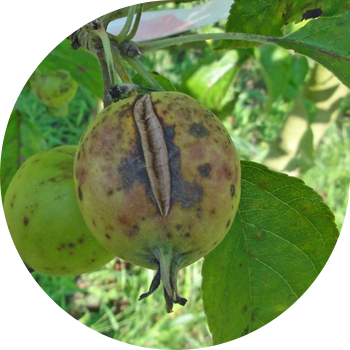 Alma və armud qaysaq