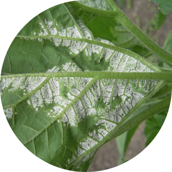 Günəbaxan Tüklü küf