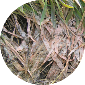 Qış bitkilərinin Fusarium qar kalıbı