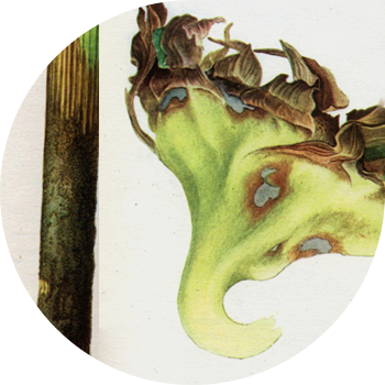 Boz günəbaxan çürüməsi