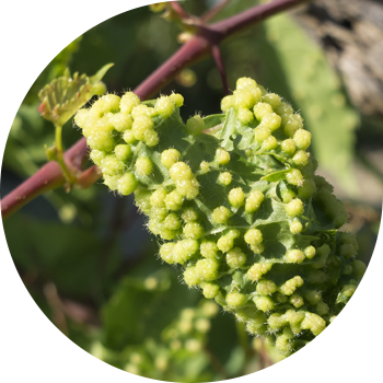 Phylloxera üzüm