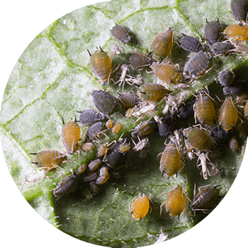 Aphids (bostan (pambıq) aphids; adi kartof aphids; böyük kartof aphids)