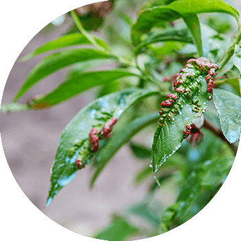 Şaftalı yarpaqlarının qıvrılması