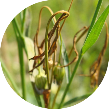 Polysporoz və ya kətan saplarının qəhvəyi (kövrəkliyi) 