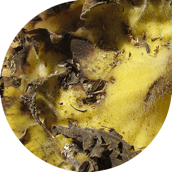 Günəbaxan səbətlərinin quru çürüməsi