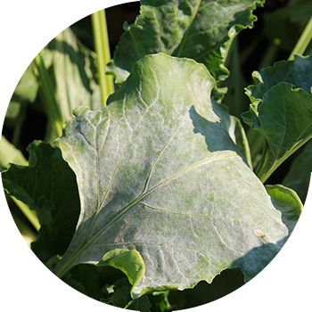 Çuğundur toz küfü