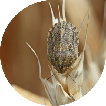 Bedbug zərərli Tısbağa