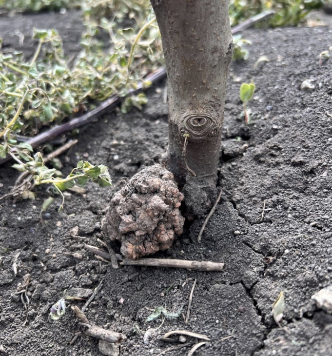 Meyvə bitkilərinin kök xərçəngi