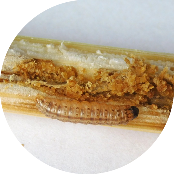 Qarğıdalı (kök) güvə