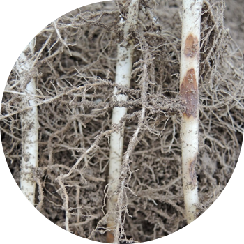 Ризоктониоз, или черная парша картофеля