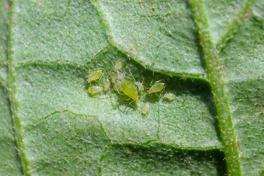 Aphids (adi kartof aphids, böyük kartof aphids) 