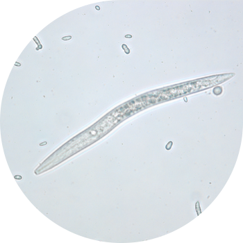 Buğda nematodu