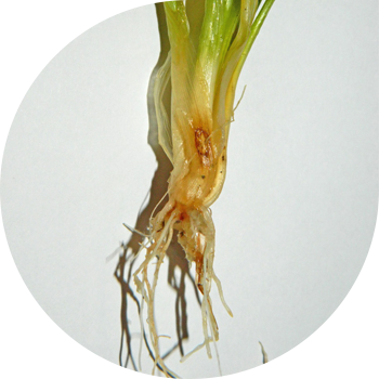 Helminthosporous kök çürükləri