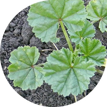 Prosvirnik çömçə (hollyhocks dəyirmi yarpaq)