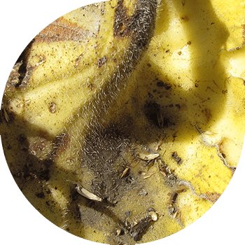 Günəbaxan alternariozu (tünd qəhvəyi ləkə) 