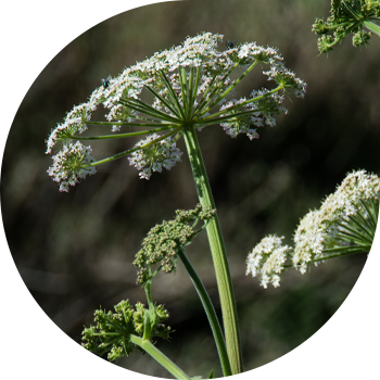 Xallı Hemlock, Omeg