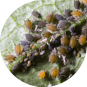 Bostan (pambıq) aphids