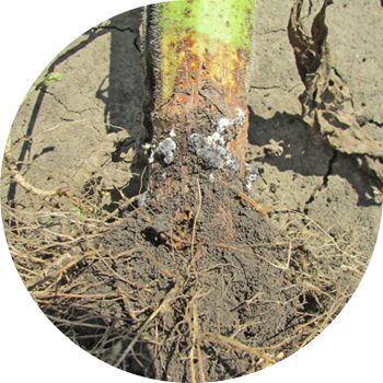 Ağ günəbaxan çürüməsi