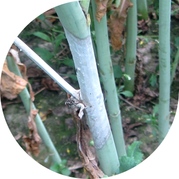 Sklerotinioz və ya çarmıxlı bitkilərin ağ çürüməsi