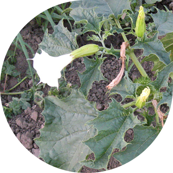 Adi datura