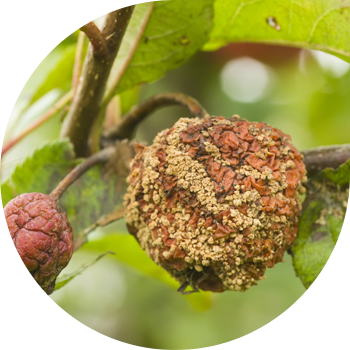 Meyvə çürüməsi və ya alma ağacının moniliozu