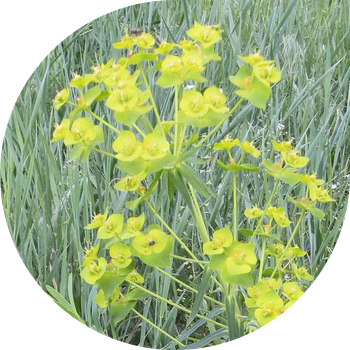 Lozny Euphorbia (valdstein)