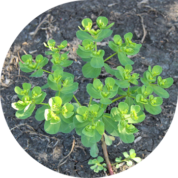 Euphorbia-günəş