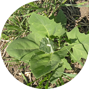 Quinoa, yayılmış, Tatar
