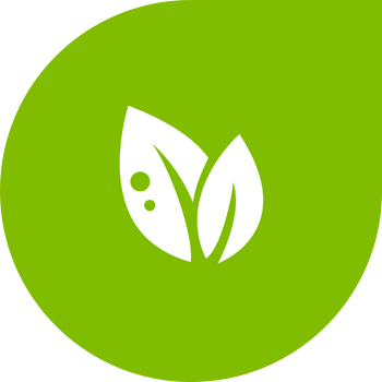 Fomoz və ya quru kələm çürüməsi