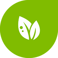 Kələm fidanının qara ayağı