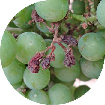 Üzümün küfü (Tüklü küf) 