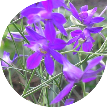 Tarla Larkspur