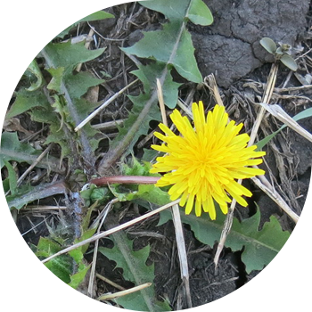 Dandelion officinalis