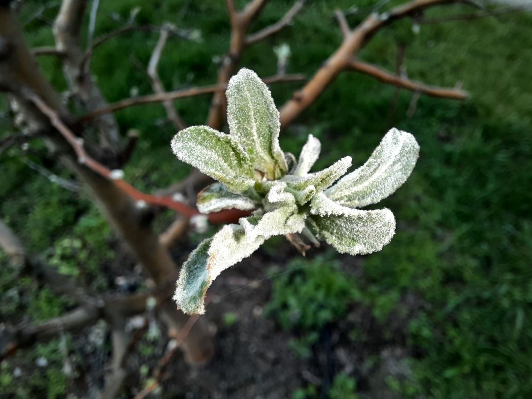 Alma və armudun toz küfü