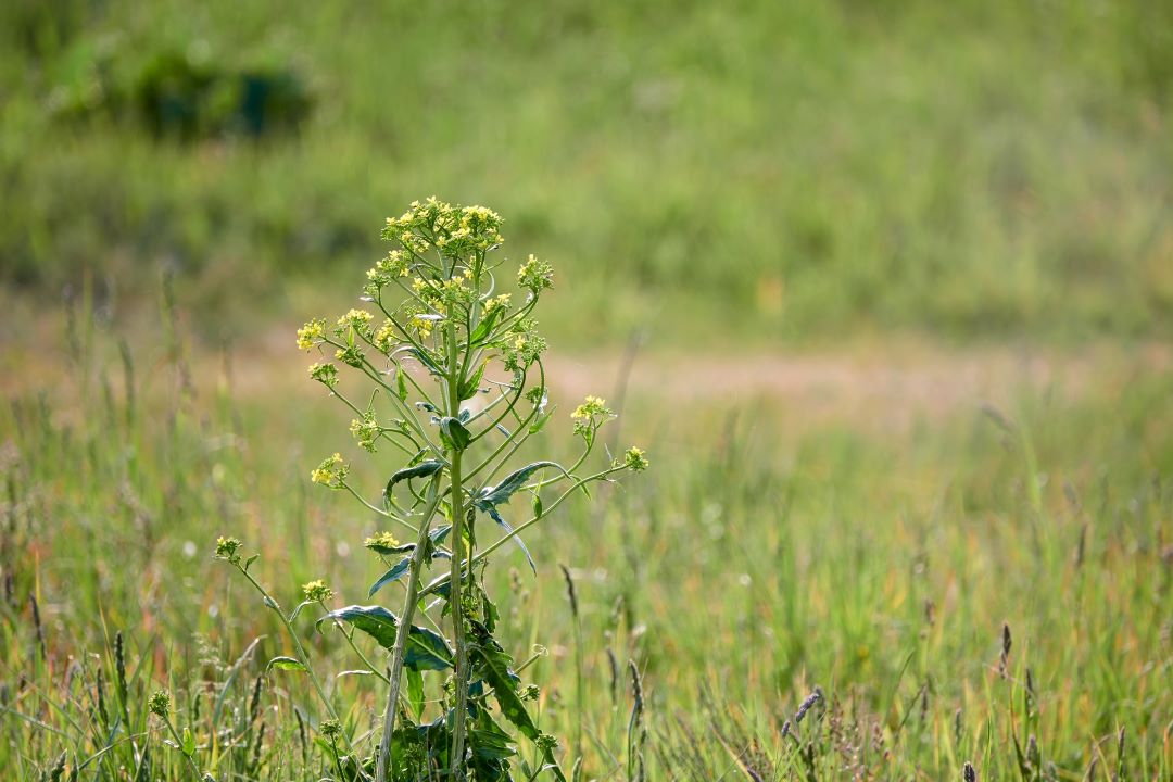 Neslia paniculata, dəyirmi paniculata