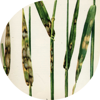 Çovdar və arpa rinxosporiozu