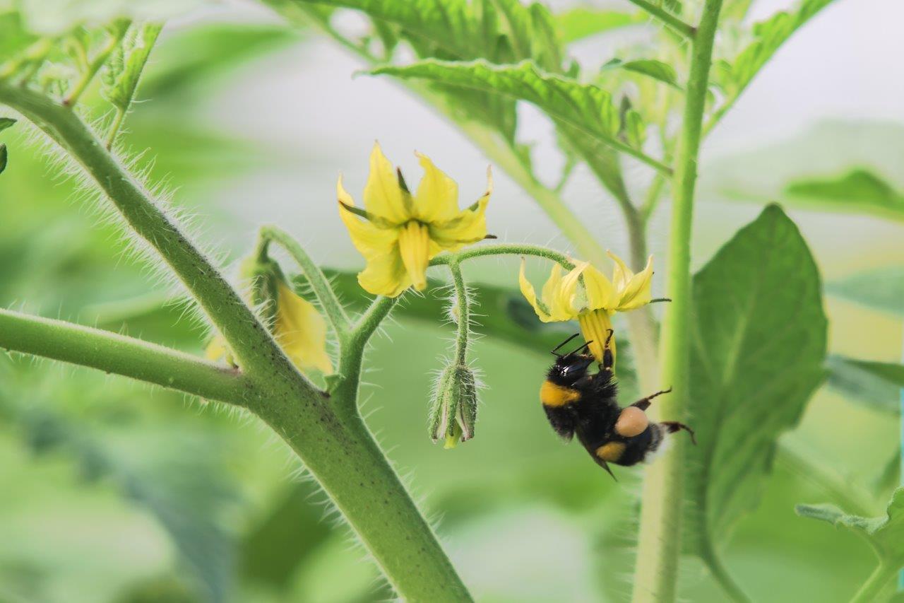 Yeni bioinsektoakarisid qeydə alınıb!