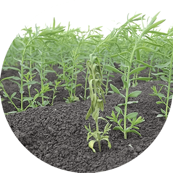 Kətan Fusarium (ən çox patogen Fusarium oxysporum Schl-dir. f. Lini Bilai)