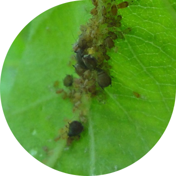 Yaşıl alma aphid