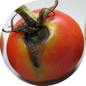 Pomidor alternariozu