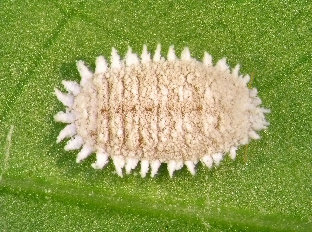 Üzüm mealybug