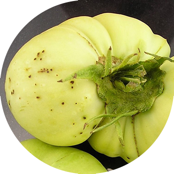 Pomidorun qara bakterial ləkəsi