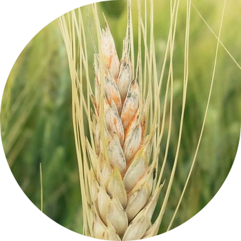 Buğda sünbül Fusarium