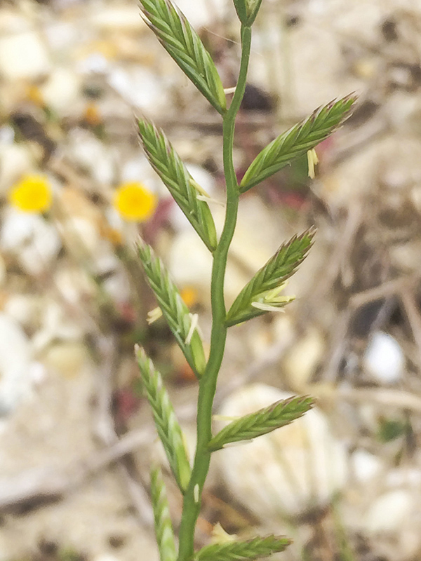 Zərərli obyektlərin kataloqu 