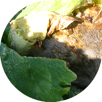 Çarmıxlı bitkilərin boz çürüməsi