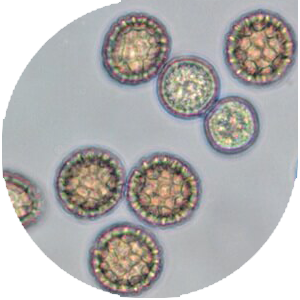 Карликовая головня