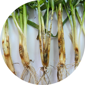 Ağ bazal çürük (gibellinoz, ağ saman çürüməsi, ağ sap)