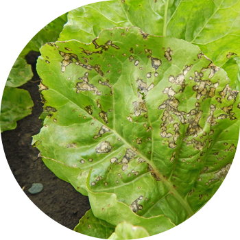 Çuğundur serkosporozu