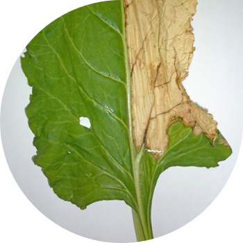 Çuğundur verticillium solğunluğu